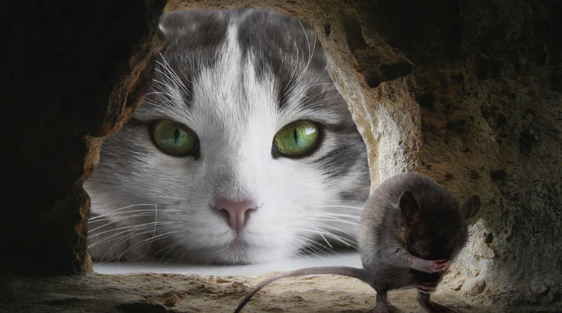 Katze schaut durch ein Felsloch